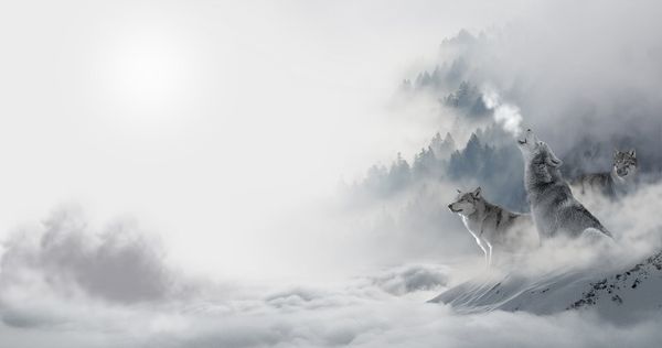 Les loups